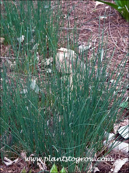 THese clumps are slowly starting to spread.